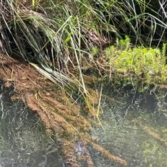 Myriophyllum variifolium (Varied Water-milfoil) at Bombay, NSW - 28 Feb 2024 by JaneR