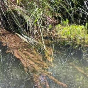 Myriophyllum variifolium at QPRC LGA - 28 Feb 2024