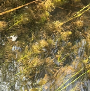 Myriophyllum variifolium at QPRC LGA - 28 Feb 2024