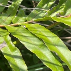 Blechnum wattsii (Hard Water Fern) at QPRC LGA - 28 Feb 2024 by JaneR