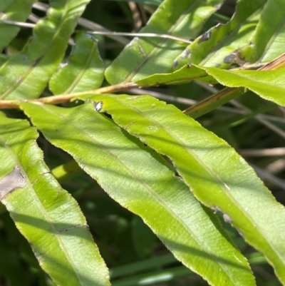 Blechnum wattsii (Hard Water Fern) at Bombay, NSW - 28 Feb 2024 by JaneR