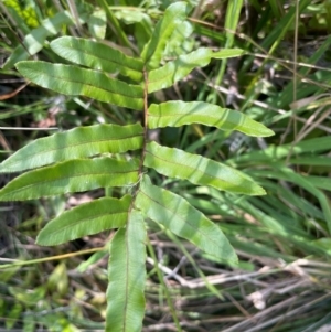 Blechnum wattsii at QPRC LGA - 28 Feb 2024 01:14 PM