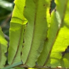 Blechnum wattsii at QPRC LGA - 28 Feb 2024 01:14 PM