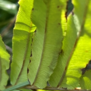 Blechnum wattsii at QPRC LGA - 28 Feb 2024 01:14 PM