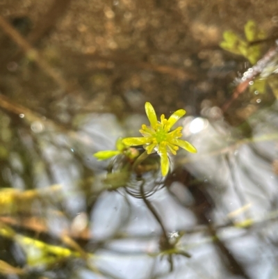 Ranunculus amphitrichus (Small River Buttercup) at Palerang, NSW - 28 Feb 2024 by JaneR