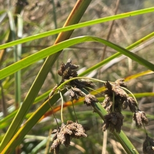 Scirpus polystachyus at QPRC LGA - 28 Feb 2024 01:24 PM