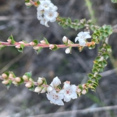 Epacris gunnii (Heath) at Palerang, NSW - 28 Feb 2024 by JaneR