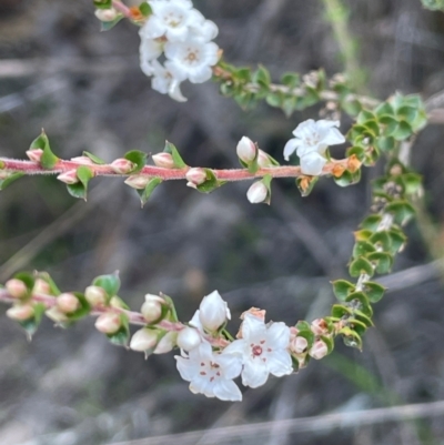 Epacris gunnii (Heath) at Palerang, NSW - 28 Feb 2024 by JaneR