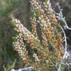 Epacris gunnii at QPRC LGA - 28 Feb 2024