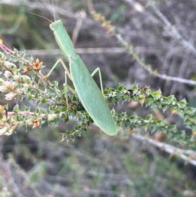 Orthodera ministralis (Green Mantid) at Palerang, NSW - 28 Feb 2024 by JaneR