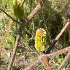 Banksia marginata (Silver Banksia) at QPRC LGA - 28 Feb 2024 by JaneR