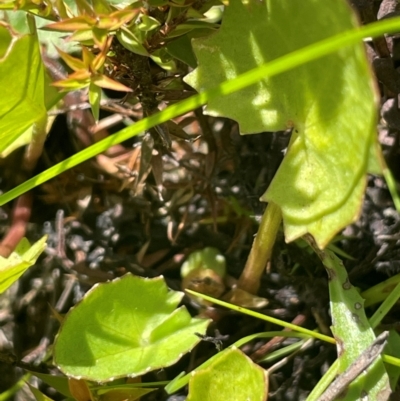 Centella asiatica (Pennywort, Centella, Indian Pennywort) at Palerang, NSW - 28 Feb 2024 by JaneR