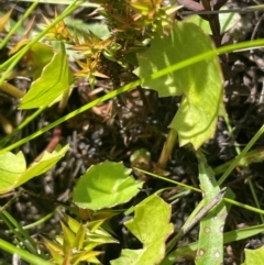 Centella asiatica at QPRC LGA - 28 Feb 2024