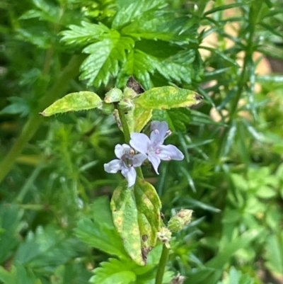 Mentha diemenica (Wild Mint, Slender Mint) at Tallaganda National Park - 28 Feb 2024 by JaneR