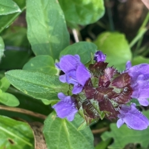 Prunella vulgaris at Tallaganda National Park - 28 Feb 2024