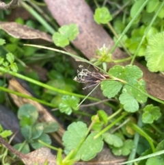 Schoenus apogon (Common Bog Sedge) at Rossi, NSW - 28 Feb 2024 by JaneR