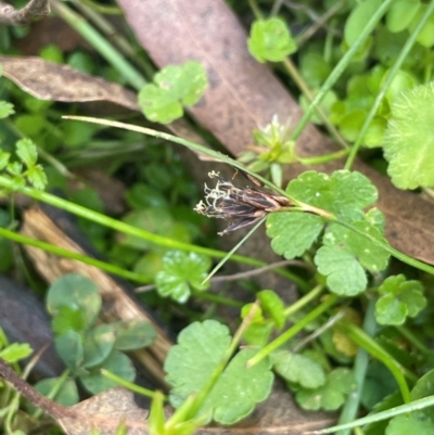 Schoenus apogon (Common Bog Sedge) at Rossi, NSW - 28 Feb 2024 by JaneR