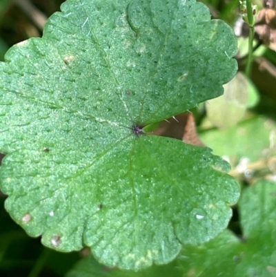 Hydrocotyle sibthorpioides (A Pennywort) at Tallaganda National Park - 28 Feb 2024 by JaneR