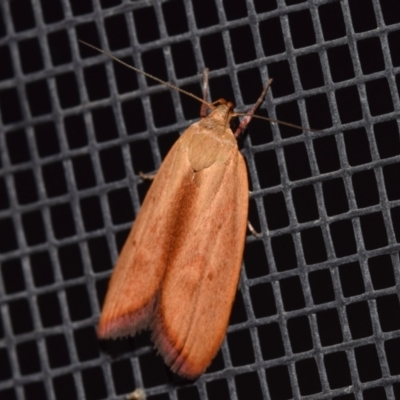 Eochrois dejunctella (A Concealer moth (Wingia Group)) at QPRC LGA - 28 Feb 2024 by DianneClarke