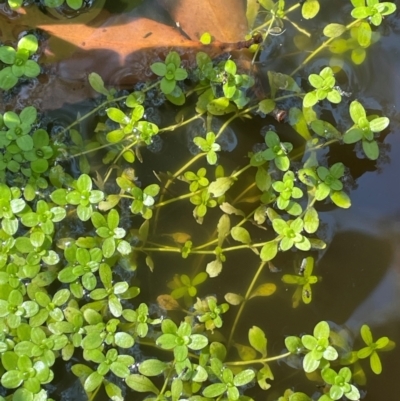 Callitriche stagnalis (Common Starwort) at Rossi, NSW - 28 Feb 2024 by JaneR