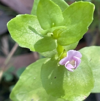 Gratiola peruviana (Australian Brooklime) at Rossi, NSW - 27 Feb 2024 by JaneR