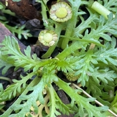 Leptinella filicula (Mountain Cotula) at QPRC LGA - 27 Feb 2024 by JaneR