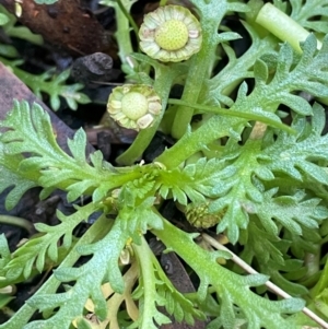 Leptinella filicula at QPRC LGA - 28 Feb 2024