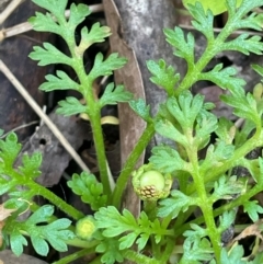 Leptinella filicula at QPRC LGA - 28 Feb 2024