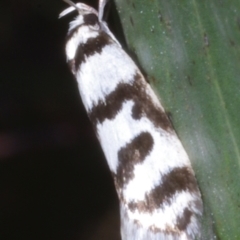 Philobota impletella Group (A concealer moth) at Chute, VIC - 31 Oct 2015 by WendyEM