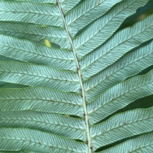 Blechnum nudum at QPRC LGA - 28 Feb 2024