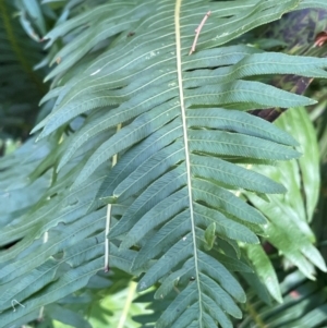 Blechnum nudum at QPRC LGA - 28 Feb 2024