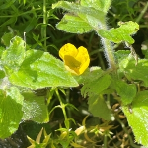 Erythranthe moschata at QPRC LGA - 28 Feb 2024