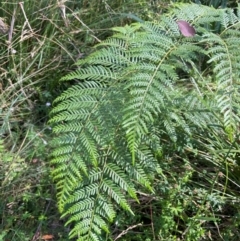 Pteridium esculentum (Bracken) at Rossi, NSW - 28 Feb 2024 by JaneR