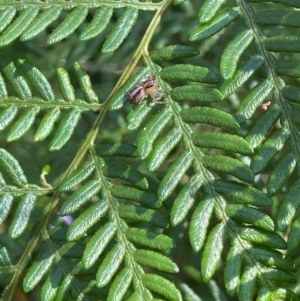 Pteridium esculentum at QPRC LGA - 28 Feb 2024