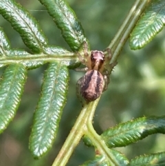 Unidentified Jumping or peacock spider (Salticidae) at QPRC LGA - 28 Feb 2024 by JaneR