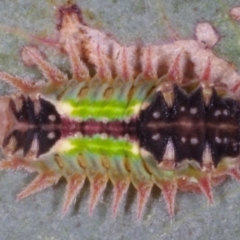 Doratifera oxleyi (Painted Cup Moth) at Chute, VIC - 31 Oct 2015 by WendyEM