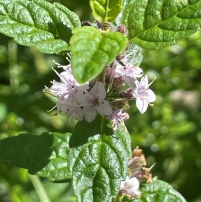 Mentha laxiflora (Forest Mint) at Rossi, NSW - 28 Feb 2024 by JaneR