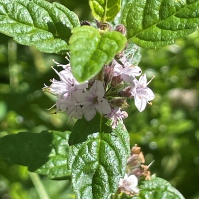 Mentha laxiflora (Forest Mint) at QPRC LGA - 28 Feb 2024 by JaneR