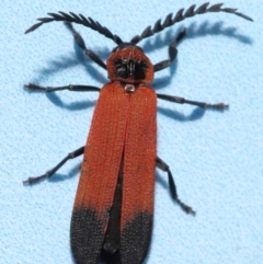 Cladophorus cinctus (A lycid beetle) at Capalaba, QLD - 10 Feb 2024 by TimL