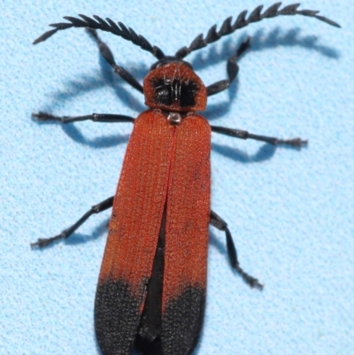 Porrostoma sp. (genus) at Capalaba, QLD - 10 Feb 2024 by TimL