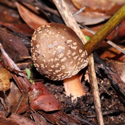 Unidentified Wolf spider (Lycosidae) at Capalaba, QLD - 10 Feb 2024 by TimL