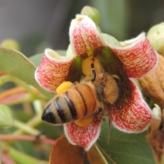 Apis mellifera (European honey bee) at Pollinator-friendly garden Conder - 22 Nov 2023 by michaelb