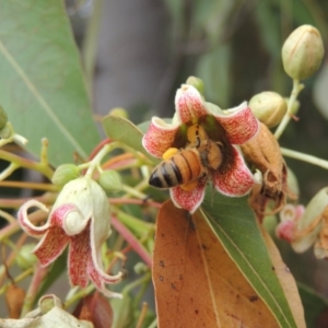 Apis mellifera at Pollinator-friendly garden Conder - 23 Nov 2023 10:59 AM