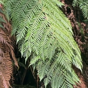 Dicksonia antarctica at QPRC LGA - suppressed