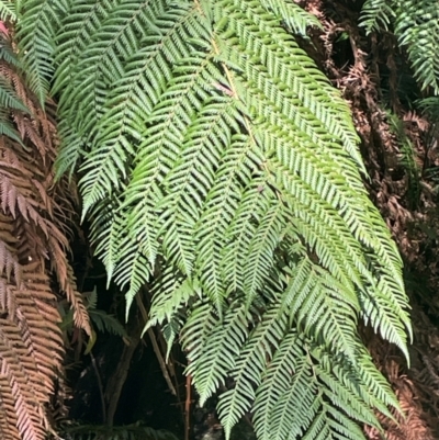 Dicksonia antarctica (Soft Treefern) at QPRC LGA - 28 Feb 2024 by JaneR