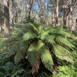 Dicksonia antarctica at QPRC LGA - suppressed