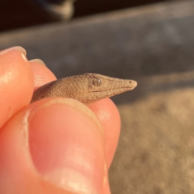 Lialis burtonis (Burton's Snake-lizard) at Strathnairn, ACT - 28 Feb 2024 by Lisa.Jok