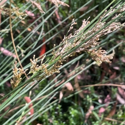 Juncus sarophorus (Broom Rush) at QPRC LGA - 27 Feb 2024 by JaneR