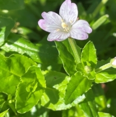 Epilobium billardiereanum subsp. hydrophilum at QPRC LGA - 28 Feb 2024 by JaneR