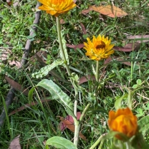 Xerochrysum bracteatum at QPRC LGA - 28 Feb 2024